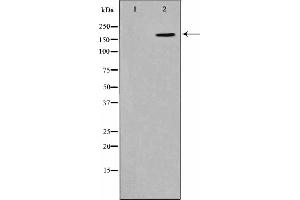 Western blot analysis on HepG2 cell lysate using Phospho-CD227/MUC1(Tyr1229) Antibody. (MUC1 Antikörper  (pTyr1229))
