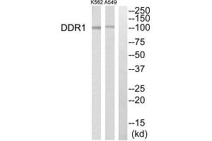 Western blot analysis of extracts from K562 cells and A549 cells, using DDR1 antibody. (DDR1 Antikörper  (Internal Region))