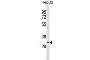 PRR23A Antibody (N-term) (ABIN1539181 and ABIN2850412) western blot analysis in HepG2 cell line lysates (35 μg/lane). (PRR23A Antikörper  (N-Term))