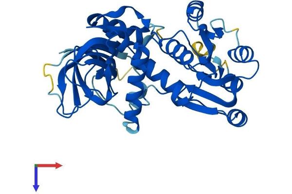 CRYZL1 Protein (AA 1-348) (His tag)