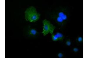 Anti-KRT19 mouse monoclonal antibody (ABIN2452318) immunofluorescent staining of COS7 cells transiently transfected by pCMV6-ENTRY KRT19 (RC209707). (Cytokeratin 19 Antikörper  (AA 240-390))