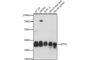 Western blot analysis of extracts of various cell lines, using LEFTY1 antibody (ABIN7268206) at 1:1000 dilution. (LEFTY1 Antikörper  (AA 77-366))
