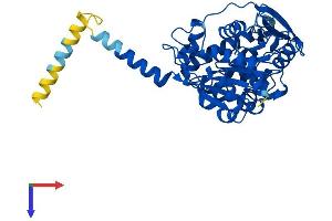 ABHD3 Protein (AA 1-411) (His tag)