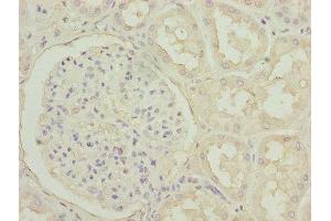 Immunohistochemistry of paraffin-embedded human kidney tissue using ABIN7162915 at dilution of 1:100 (Periostin Antikörper  (AA 24-836))