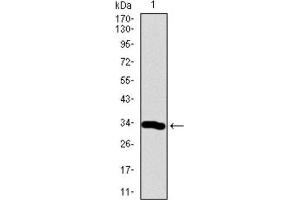Western Blotting (WB) image for anti-Neuronal Differentiation 1 (NEUROD1) (AA 26-91) antibody (ABIN1846032) (NEUROD1 Antikörper  (AA 26-91))