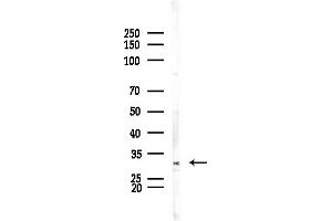 Western blot analysis of lysates from HepG2 cells(LPS,4h treatment), using ATP1 Antibody at 1/1000 dilution.