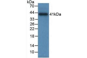 Western Blot; Sample: Recombinant TPS, Human. (TPSAB1 Antikörper  (AA 161-262))