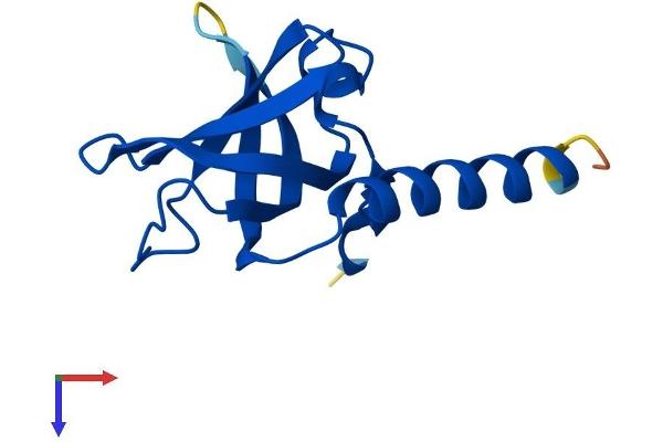 TEN1 Protein (AA 1-123) (His tag)