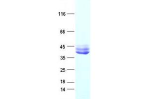 Validation with Western Blot