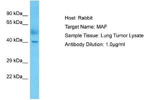 Host: Rabbit Target Name: MAF Sample Type: Lung Tumor lysates Antibody Dilution: 1. (MAF Antikörper  (C-Term))