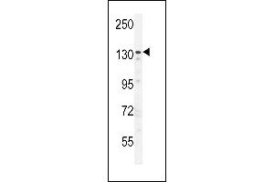 ZN Antibody (N-term) (ABIN654806 and ABIN2844480) western blot analysis in  cell line lysates (35 μg/lane). (ZNF536 Antikörper  (N-Term))