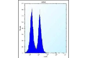 ICOS Antibody (C-term) (ABIN390089 and ABIN2840606) flow cytometric analysis of Jurkat cells (right histogram) compared to a negative control cell (left histogram). (ICOS Antikörper  (C-Term))