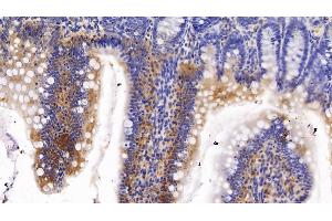 Detection of CYP1A1 in Rat Colon Tissue using Polyclonal Antibody to Cytochrome P450 1A1 (CYP1A1)