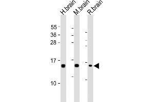 All lanes : Anti-NRGN Antibody (C-term) at 1:2000 dilution Lane 1: human brain lysates Lane 2: mouse brain lysates Lane 3: rat brain lysates Lysates/proteins at 20 μg per lane. (Neurogranin Antikörper  (C-Term))