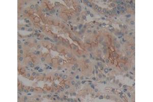 Used in DAB staining on fromalin fixed paraffin- embedded kidney tissue (PTPRE Antikörper  (AA 346-500))