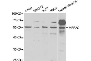 Western blot analysis of extracts of various cell lines, using MEF2C antibody. (MEF2C Antikörper)