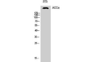 Western Blotting (WB) image for anti-Acetyl-CoA Carboxylase alpha (ACACA) (Ser1213) antibody (ABIN3183141) (Acetyl-CoA Carboxylase alpha Antikörper  (Ser1213))