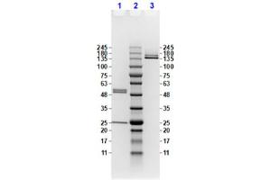 Coomassie stained SDS-PAGE results using Anti-Feimin pT112 (Mouse) Monoclonal Antibody (clone ​​20B12. (Feimin (pThr112) Antikörper)