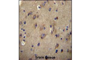 CNRP1 Antibody (Center) (ABIN656608 and ABIN2845865) immunohistochemistry analysis in formalin fixed and paraffin embedded human brain tissue followed by peroxidase conjugation of the secondary antibody and DAB staining. (Cnrip1 Antikörper  (AA 76-104))