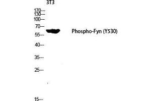 Western Blot (WB) analysis of 3T3 lysis using Phospho-Fyn (Y530) antibody.