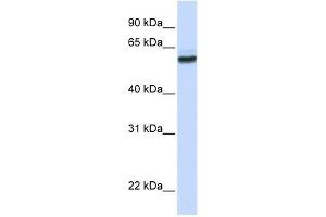 NUP62 antibody used at 1 ug/ml to detect target protein.