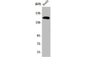 Western Blot analysis of HepG2 cells using Phospho-PLC γ2 (Y753) Polyclonal Antibody (Phospholipase C gamma 2 Antikörper  (pTyr753))