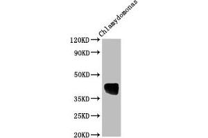 Western Blot Positive WB detected in: Chlamydomonas tissue All lanes: AOX1 antibody at 1:2000 Secondary Goat polyclonal to rabbit IgG at 1/50000 dilution Predicted band size: 39 kDa Observed band size: 39 kDa (AOX1 Antikörper  (AA 202-217))