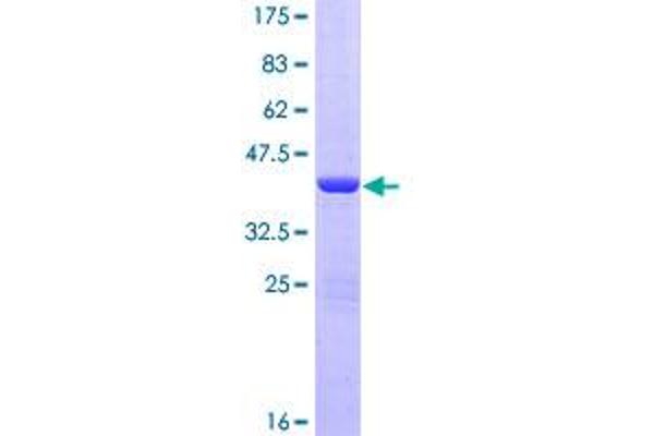 NHP2L1 Protein (AA 1-128) (GST tag)