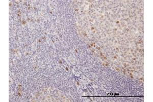 Immunoperoxidase of purified MaxPab antibody to IGKC on formalin-fixed paraffin-embedded human tonsil. (IGKC Antikörper  (AA 1-234))