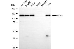 Western blotting analysis using BUB1 antibody (ABIN7797803). (Rekombinanter BUB1 Antikörper)
