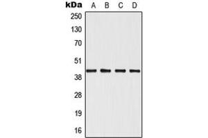 Western blot analysis of SAPK3 expression in Jurkat (A), HeLa (B), NIH3T3 (C), H9C2 (D) whole cell lysates.