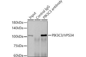 Immunoprecipitation analysis of 600 μg extracts of Rat brain cells using 3 μg PIK3C3/VPS34 antibody (ABIN7269328). (PIK3C3 Antikörper)