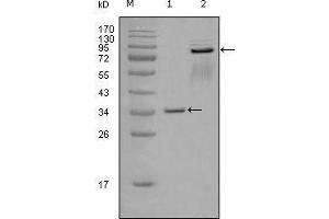 Western blot analysis using EphA7 mouse mAb against truncated GST-EphA7 recombinant protein (1) and truncated EphA7 (aa25-556)-hIgGFc transfected CHOK1 cell lysate (2). (EPH Receptor A7 Antikörper  (AA 27-210))