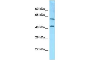 Western Blotting (WB) image for anti-Syndecan 3 (SDC3) (C-Term) antibody (ABIN2789426) (SDC3 Antikörper  (C-Term))