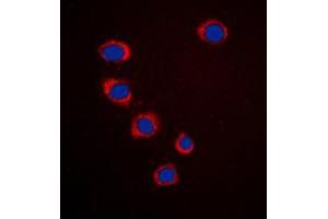 Immunofluorescent analysis of Ephrin A3 staining in HepG2 cells.