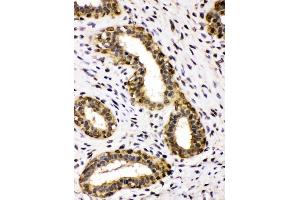 IHC analysis of ADH5 using anti-ADH5 antibody (ABIN4886429). (ADH5 Antikörper  (AA 212-374))