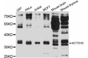 Western blot analysis of extracts of various cell lines, using KCTD10 antibody (ABIN5998052) at 1:3000 dilution. (KCTD10 Antikörper)