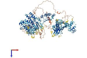 NLR Family, Pyrin Domain Containing 1B (NLRP1B) (AA 1-1233) protein (His tag)