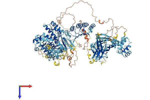 NLR Family, Pyrin Domain Containing 1B (NLRP1B) (AA 1-1233) protein (His tag)