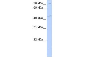 WB Suggested Anti-NR2F2 Antibody Titration:  0. (NR2F2 Antikörper  (N-Term))