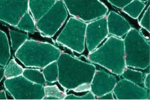 Immunohistochemical staining of Rabbit Muscle with anti-Caveolin 3. (Caveolin 3 Antikörper  (AA 3-24))