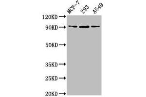 Western Blot Positive WB detected in: MCF-7 whole cell lysate, 293 whole cell lysate, A549 whole cell lysate All lanes: HSP90B1 antibody at 6. (HSP9B1 (AA 27-799) Antikörper)