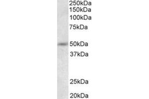 Western Blotting (WB) image for anti-Synaptotagmin IX (SYT9) (N-Term) antibody (ABIN1109187) (SYT9 Antikörper  (N-Term))