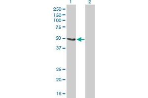 Western Blot analysis of SLC33A1 expression in transfected 293T cell line by SLC33A1 MaxPab polyclonal antibody. (SLC33A1 Antikörper  (AA 1-549))