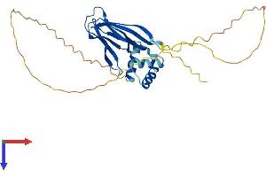 NPM1 Protein (AA 1-292) (His tag)