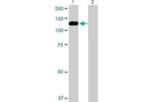 Western Blot analysis of MYRIP expression in transfected 293T cell line by MYRIP MaxPab polyclonal antibody. (MYRIP Antikörper  (AA 1-859))