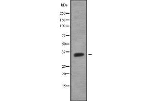 Western blot analysis OR51G1 using HuvEc whole cell lysates (OR51G1 Antikörper)