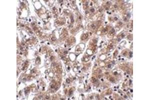 Immunohistochemistry of THEM4 in human liver tissue with this product at 2. (THEM4 Antikörper  (Center))