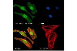 (ABIN184863) Immunofluorescence analysis of paraformaldehyde fixed HeLa cells, permeabilized with 0. (RAD51AP1 Antikörper  (C-Term))