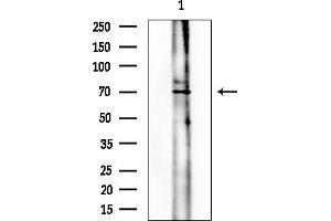 Western blot analysis of lysates from PC12 cells, using FOXO3A Mouse Monoclonal Antibody at 1/1000 dilution.